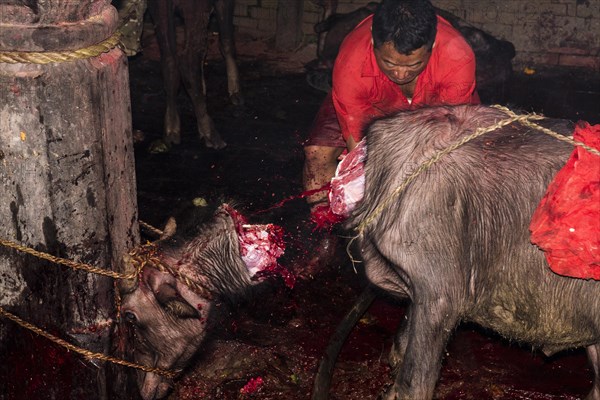 Priest with big sword sacrificing water buffalo