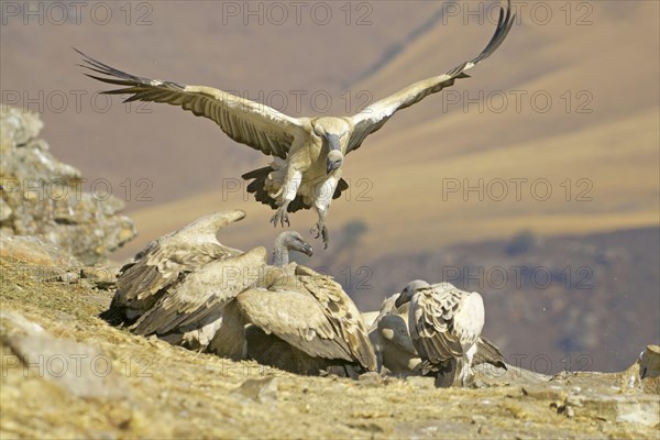 Cape vultures