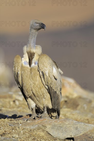 Cape vulture