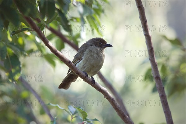 Sombre Greenbul