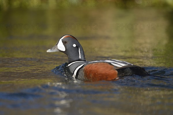 Harlequin duck