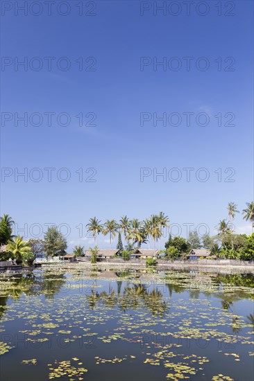 Water lilies