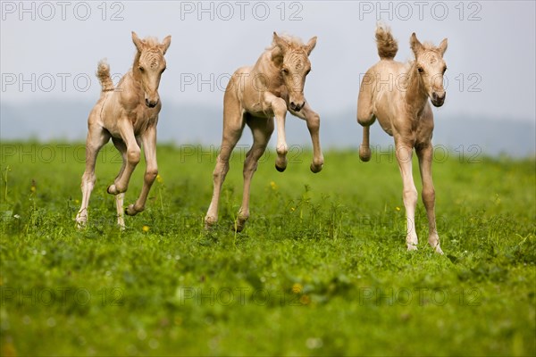 Palomino Morgan horse foals galloping