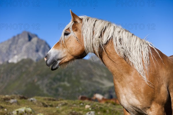 Haflinger