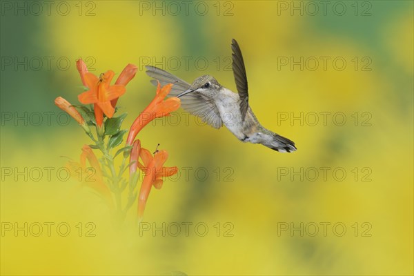 Ruby-throated Hummingbird