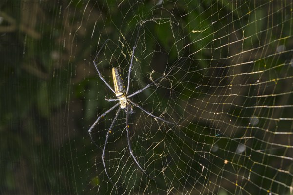 Golden Silk Orb-Weavers