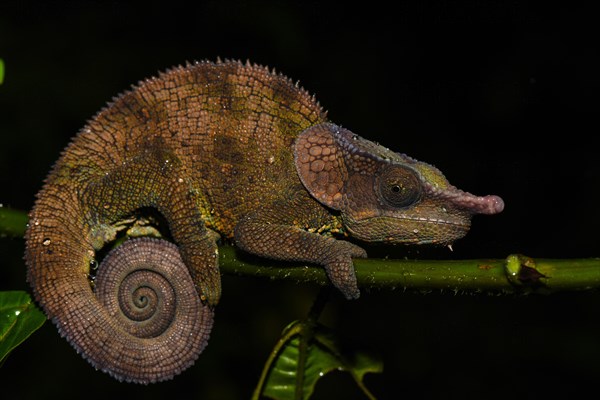 Cryptic chameleon