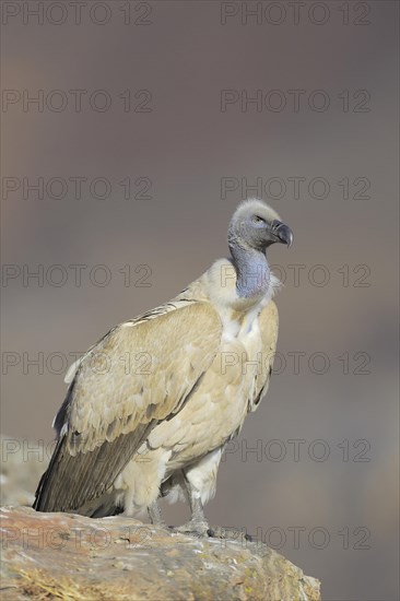 Cape vulture