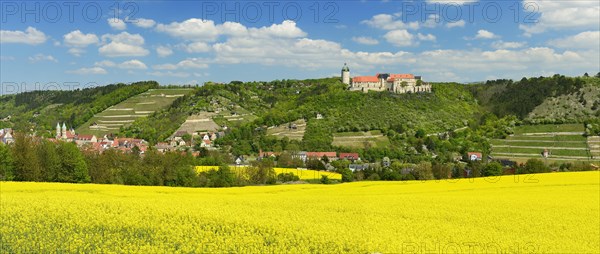 View of flowering rape field