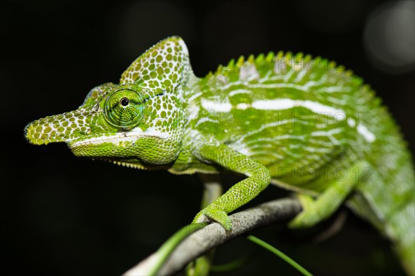 Labord's chameleon