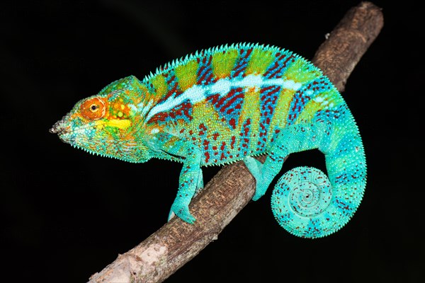 Panther chameleon