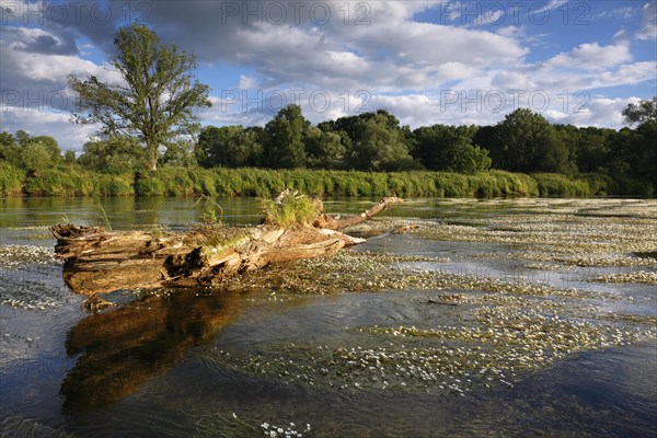 River water-crowfoot