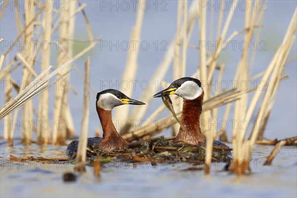 Red-necked grebes