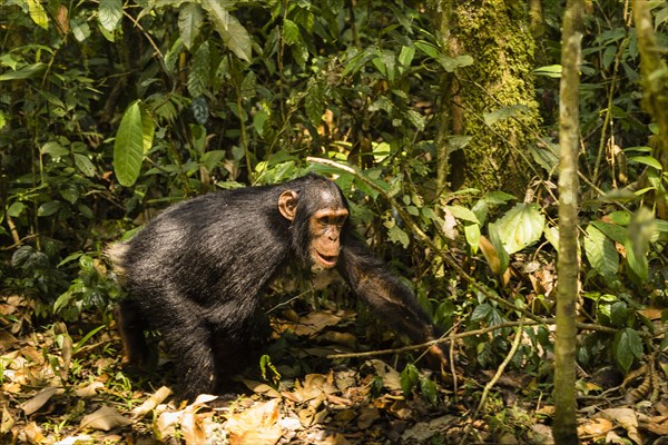 Common chimpanzee