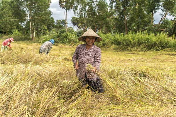 Women harvesting rice in the fields