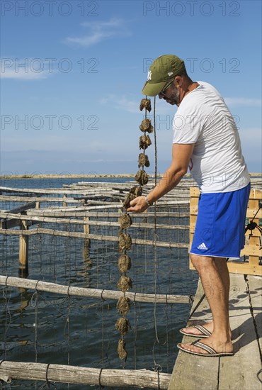 Oyster farming in the Bahia del Fangar