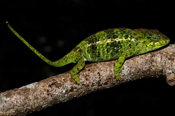 Amber Mountain chameleon