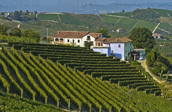 Winery and vineyards of Nebbiolo grapes for Barbaresco red wine