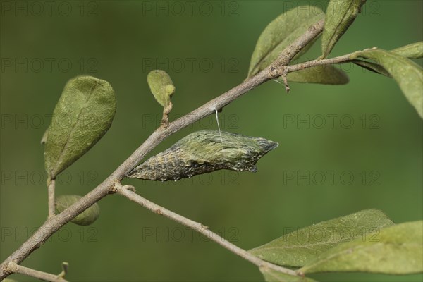 Black Swallowtail