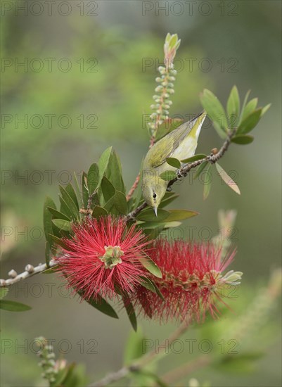 Tennessee Warbler