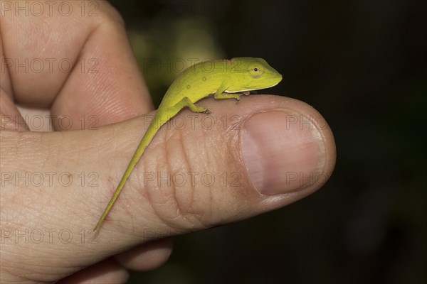 Perinet chameleon or Malagasy side-striped chameleon