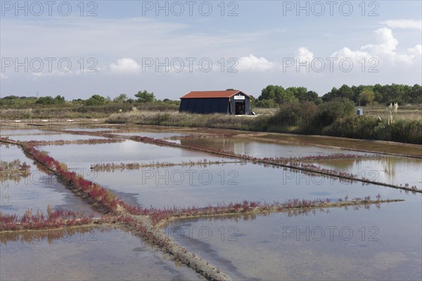 Salt marshes