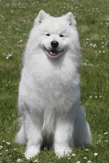 Samoyed