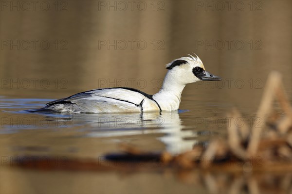 Smew