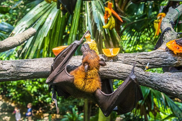 Large flying fox