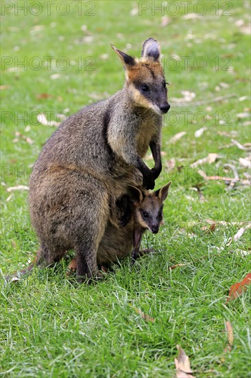 Agile Wallaby