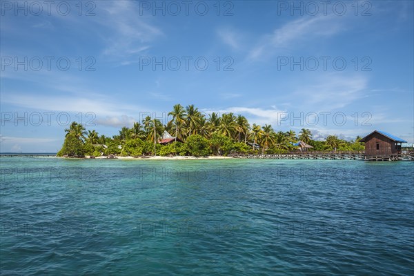 Coconut trees