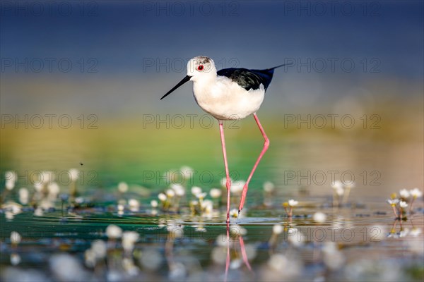 Black-winged stilt