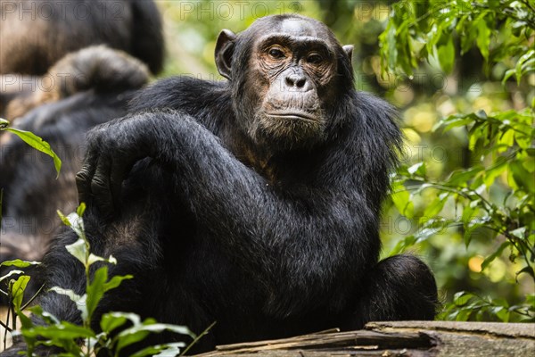 Common chimpanzee