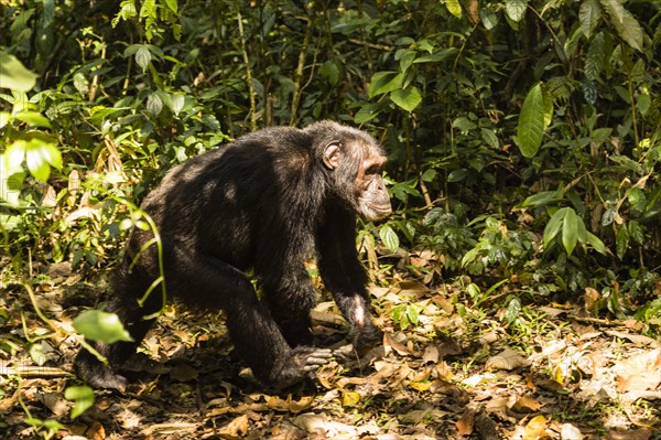 Common chimpanzee