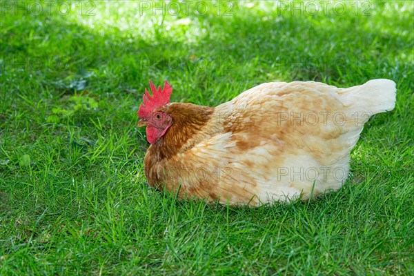 Brown hybrid hen