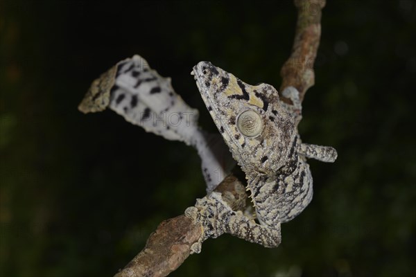 Giant leaf-tail gecko