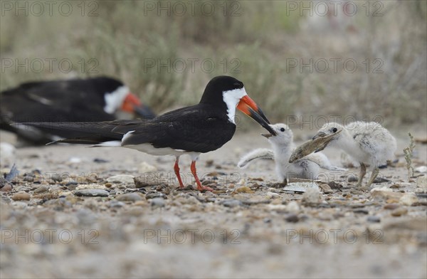 Black skimmer