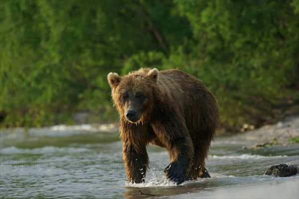 Brown bear