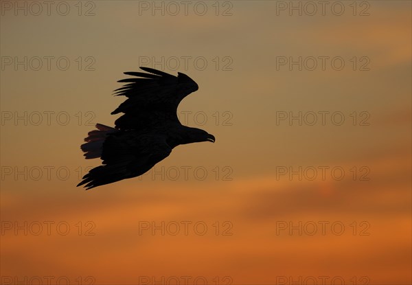 White-tailed eagle