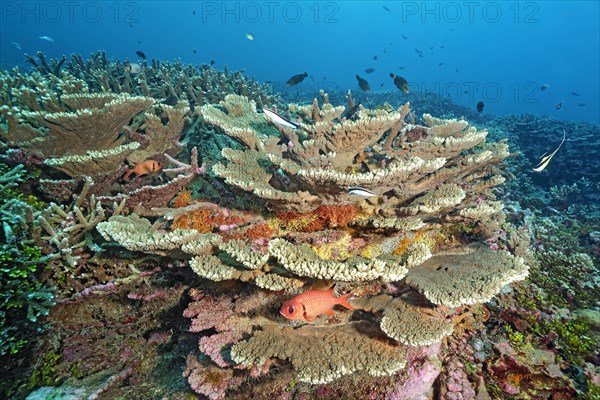 Blackbar soldierfish