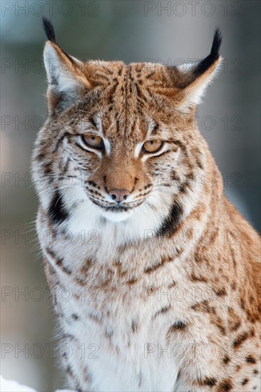 Eurasian lynx