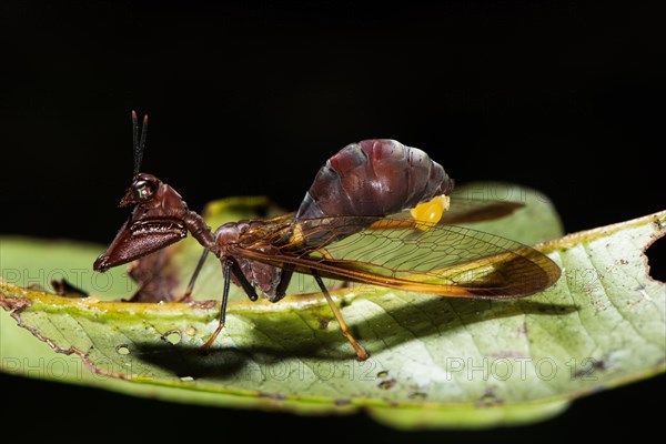 Mantis fly