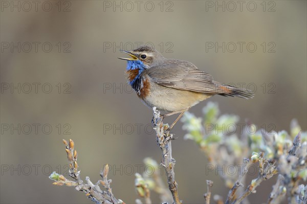 Singing Red-spotted bluethroat