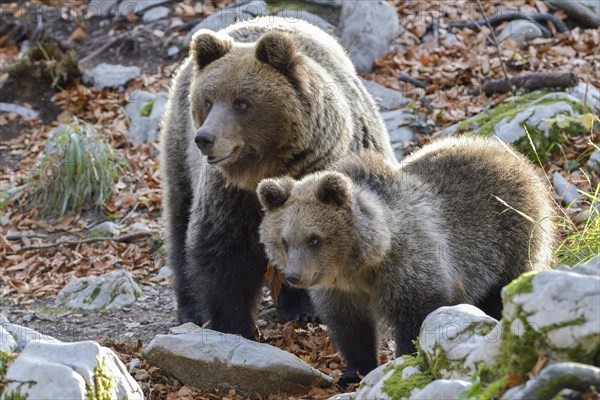 European brown bear or Eurasian Brown Bear