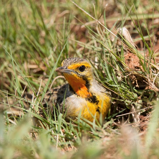 Cape longclaw