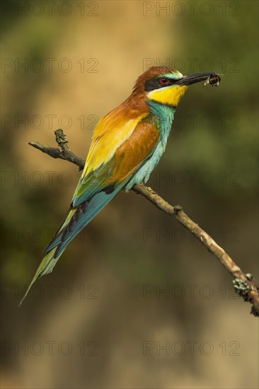 European bee-eater