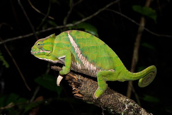 Two-banded chameleon