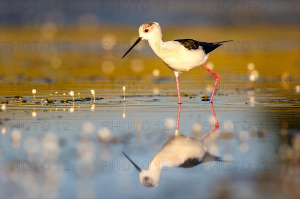 Black-winged stilt