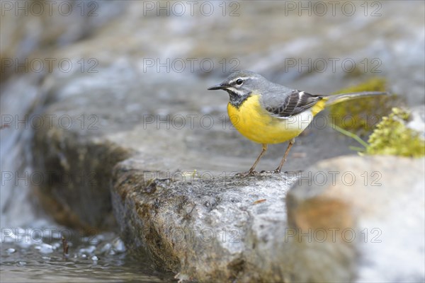 Grey wagtail