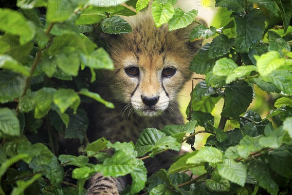 Cheetah